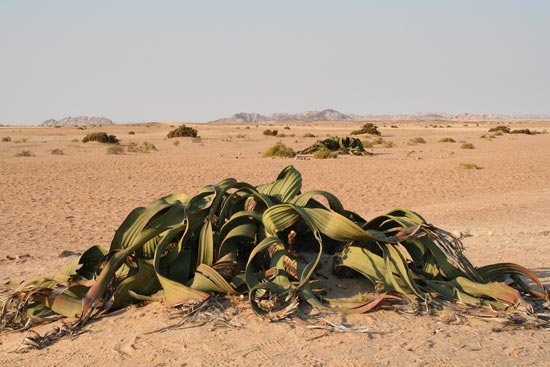Welwitschia mirabilis, Namib-Naukluft Park, Namibia